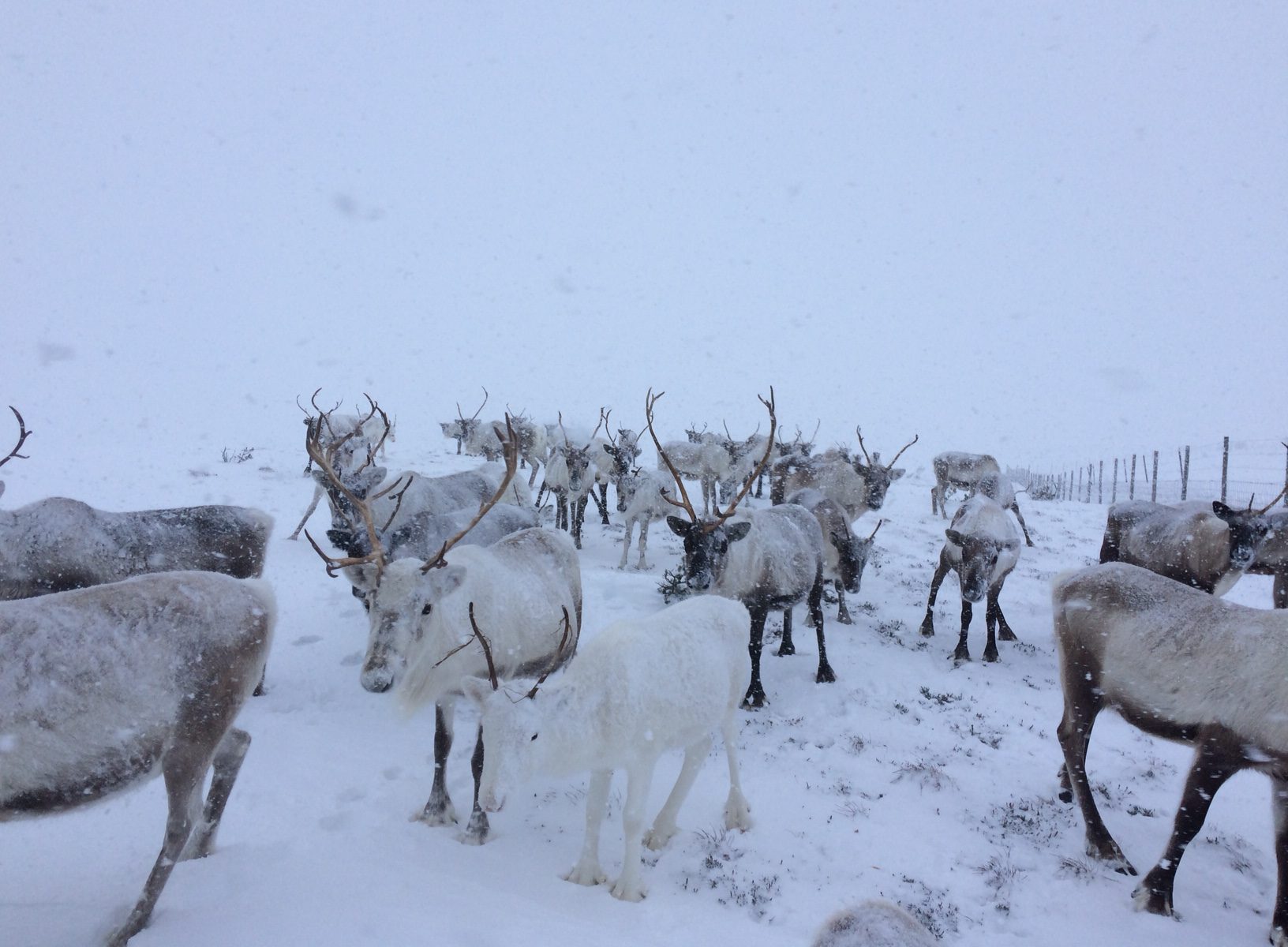 January – The Cairngorm Reindeer Herd