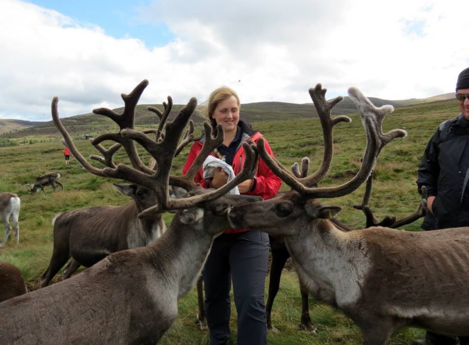 The Cairngorm Reindeer Herd – Roaming freely since 1952