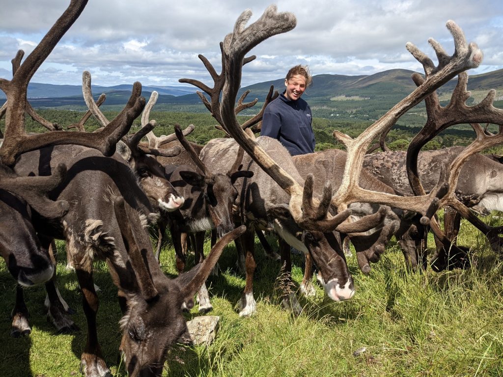 reindeer antlers