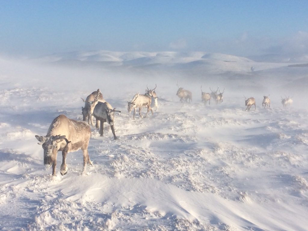 blizzard – The Cairngorm Reindeer Herd